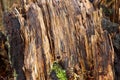 Tree in the forest an old broken wet fallen Royalty Free Stock Photo