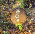 Tree in forest with painted question mark