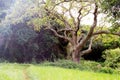 Tree in forest with path in the grass meadow magical old tree background Royalty Free Stock Photo