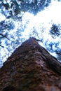 Close up of a pine tree trunk in a forest