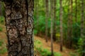 A tree in the forest of Schoorl in The Netherlands