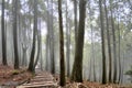 Tree in a forest.