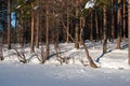 Tree and forest at the shore of frozen lake in winter Royalty Free Stock Photo