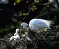 Maternal love of birds