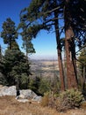 Tree in forest with view of valley