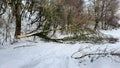 Tree in the forest was broken from heavy snow or Snowstorm the night before