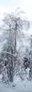Tree form skazachno plastered with snow
