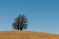 Tree formation on a hill of veldt, open grassland Royalty Free Stock Photo