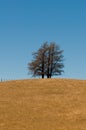 Tree formation on a hill of veldt, open grassland Royalty Free Stock Photo