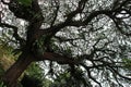 tree at fort canning park (singapore) Royalty Free Stock Photo