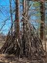 Tree Tepee in Spring Woods Royalty Free Stock Photo