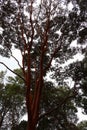 Big Red Tree Or Tristaniopsis merguensis Griff Royalty Free Stock Photo