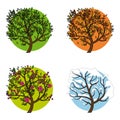 A tree in four different seasons. Set of four trees in different seasons, vector illustration Royalty Free Stock Photo