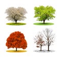 Tree in four season