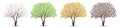 Tree four seasons. Winter, Spring, Summer, Autumn. Detailed leaves vector Royalty Free Stock Photo