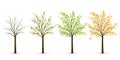 Tree in four seasons - winter, spring, summer, autumn. Vector il Royalty Free Stock Photo