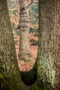 Tree framed by foreground trees.