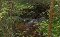 Wood framed green forest river view