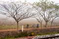 Tree frames in a scenic rural field. People cycling on a village road. View from distance. Burdwan West Bengal India South Asia