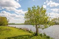 Tree with fresh green young leaves on the bank of a lake Royalty Free Stock Photo