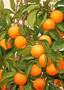 Tree fresh ripe orange agricultural healthy fruits