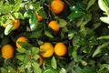 Tree with fresh ripe oranges on sunny day Royalty Free Stock Photo