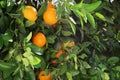 Tree with fresh ripe oranges on sunny day Royalty Free Stock Photo