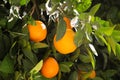 Tree with fresh ripe oranges on sunny day Royalty Free Stock Photo