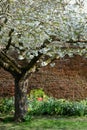 Tree with fresh white blossom, outside the hisoric walled garden at Eastcote House Gardens, Hillingdon, London, UK. Royalty Free Stock Photo