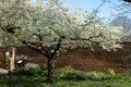 Tree with fresh white blossom, outside the hisoric walled garden at Eastcote House Gardens, Hillingdon, London, UK. Royalty Free Stock Photo
