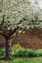 Tree with fresh white blossom, outside the hisoric walled garden at Eastcote House Gardens, Hillingdon, London, UK. Royalty Free Stock Photo