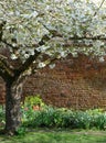 Tree with fresh white blossom, outside the hisoric walled garden at Eastcote House Gardens, Hillingdon, London, UK. Royalty Free Stock Photo