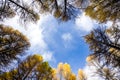 Tree froest in Sauze d`Oulx Piedmont italy