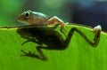 Tree frog Royalty Free Stock Photo