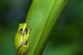 Tree frog Royalty Free Stock Photo