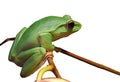 Tree frog Royalty Free Stock Photo