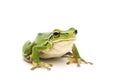 Tree frog Royalty Free Stock Photo