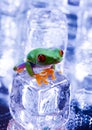 Tree frog Royalty Free Stock Photo