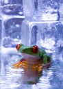 Tree frog Royalty Free Stock Photo