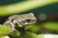 Tree frog Royalty Free Stock Photo