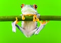 Tree frog Royalty Free Stock Photo
