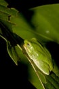 Tree frog