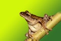 Tree frog Royalty Free Stock Photo