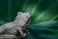 Tree frog Royalty Free Stock Photo