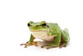 Tree frog Royalty Free Stock Photo