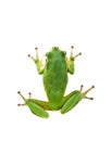 Tree frog Royalty Free Stock Photo