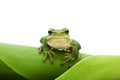 Tree frog Royalty Free Stock Photo