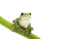 Tree frog Royalty Free Stock Photo