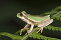 Tree Frog Royalty Free Stock Photo