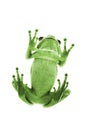 Tree frog Royalty Free Stock Photo